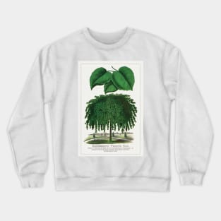 Camperdown Weeping Elm Tree Lithograph (1900) Crewneck Sweatshirt